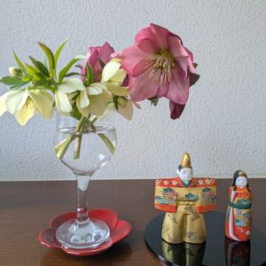 クリスマスローズ,ナノハナ,ヒメレンギョウ,盆栽,雛祭りの画像