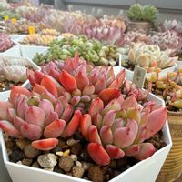 エケベリア,夢々,多肉植物,植え替え,cocotto77_夢々成長記録の画像