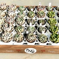 多肉植物,エケベリア属,エケベリア実生,うなベリア,ベランダの画像