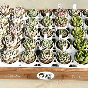 多肉植物,エケベリア属,エケベリア実生,うなベリア,ベランダの画像