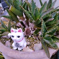 エケベリア,多肉植物いろいろ,アロエ 不夜城,センペルビウム,多肉植物の画像