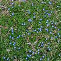 オオイヌノフグリの画像