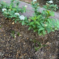 ガーデニング,グランドカバー,庭の画像