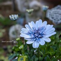 オステオスペルマム,ダブルオステオスペルマム・シルバーナイト,鉢植え,お花のある暮らし,お花に癒されての画像