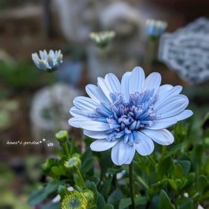 オステオスペルマム,ダブルオステオスペルマム・シルバーナイト,鉢植え,お花のある暮らし,お花に癒されての画像