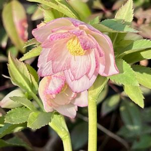 クリスマスローズ,クリスマスローズ・ウィンターシンフォニー,クリスマスローズサクラシフォン,花のある暮らし,がんばる♡の画像