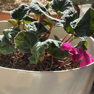 シクラメン 天使のはね,2024年11月23日pickした天使の羽,昨日　孫と作ったバナナケーキ,昨日　孫と作ったバナナケーキ,野の花　お店の寄せ植えの画像