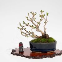 イボタ,盆栽の画像