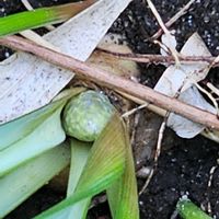 ムスカリの画像