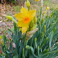 スイセンの画像