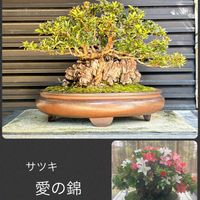 盆栽,植え替え,サツキ盆栽の画像