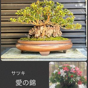 盆栽,植え替え,サツキ盆栽の画像