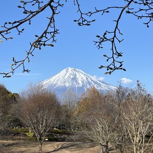 ウメ,コブシ,マツ,マツ,ソメイヨシノの画像