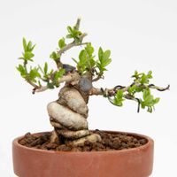 イボタ,盆栽の画像