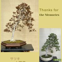 盆栽,植え替え,サツキ盆栽の画像