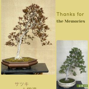 盆栽,植え替え,サツキ盆栽の画像