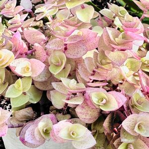 カリシアレペンス(桜色カリシア),ガーデニング,花のある暮らし,小さな庭の画像