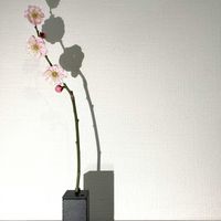 ウメ,一輪挿し,花瓶,山野草,花のある暮らしの画像