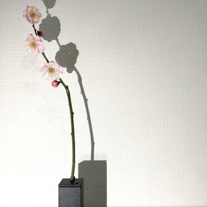 ウメ,一輪挿し,花瓶,山野草,花のある暮らしの画像