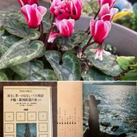 ガーデンシクラメン,ガーデンシクラメン,ちっちゃいものクラブ,小泉八雲,本を読むの画像