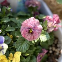 ビオラ,神戸べっぴんさんビオラ,ビオラ ぷちぷちMIX,ガーデニング,ビオラ・パンジーの画像