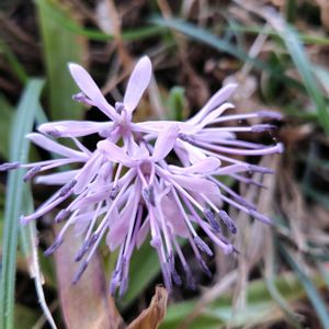 アリッサム,ショウジョウバカマ,パンジー・ビオラ,猩猩袴（ショウジョウバカマ）,パンジーラブリードレッシーの画像