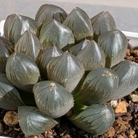 ハオルチア,キラキラ,可愛い❤,穏やかな日,好きな多肉ちゃんの画像