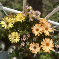 クモマグサ,ネメシアメーテル,ディモルフォセカ パステリーナ,ガーデニング,ビオラ・パンジーの画像