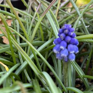 ムスカリ,花のある暮らし,花と緑のある暮らし,庭の画像