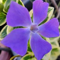 ツルニチニチソウ,ローズマリーの画像