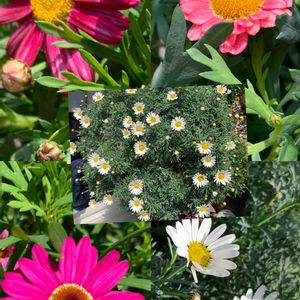 ピンク,ピンクの花,花のある暮らし,花が好き,ピンク❤︎ピンクの画像