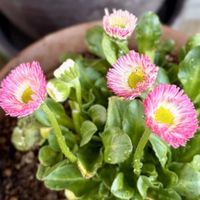 デイジー,ひなぎく,ひなぎく(デイジー),花のある暮らし,植物のある暮らしの画像