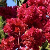 ブーゲンビリア,カエンカズラの画像