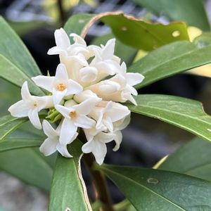 花のある暮らし,我が家の庭の花,は～るよ来い,平和が第一,庭の画像