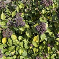 セイヨウキヅタ,地植え,犬とお散歩,緑が好きの画像