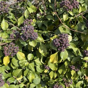 セイヨウキヅタ,地植え,犬とお散歩,緑が好きの画像