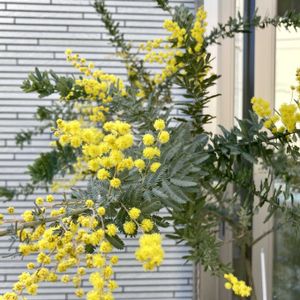 ミモザ,花のある暮らし,おうち園芸の画像