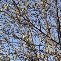 地植え,犬とお散歩,緑が好きの画像