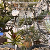 チランジア,チランジア,エアプランツ,エアープランツ/チランジア,リビング・ダイニングの画像