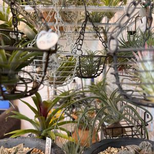 チランジア,チランジア,エアプランツ,エアープランツ/チランジア,リビング・ダイニングの画像