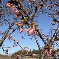 サクラ,河津桜,散歩道にての画像