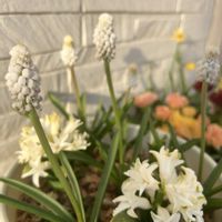 オキナグサ,ヒヤシンス,八重咲き水仙レプリート,西洋オキナグサ,プリムラ・スターフィーバーの画像