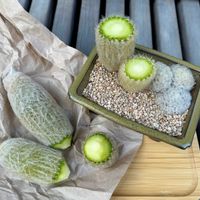 サボテン,白星,白星,老楽,老楽の画像