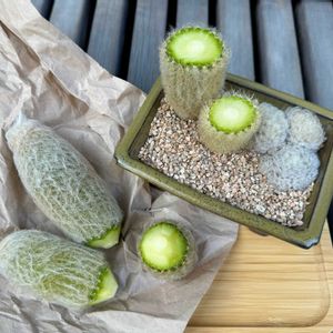 サボテン,白星,白星,老楽,老楽の画像