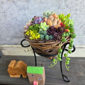 ブロウメアナ,多肉植物,多肉寄せ植えの画像