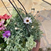 ローダンセマム,ラナンキュラスラックス　ベスタリスの画像