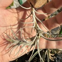 チランジア,エアプランツの画像