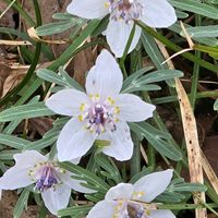 セツブンソウ,感謝,花のある暮らし,いつまでも,き　れ　い❤の画像