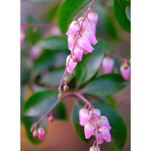 アケボノアセビ,広い庭の画像