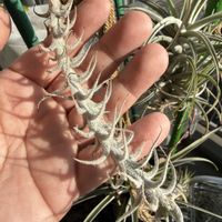 チランジア,エアプランツの画像